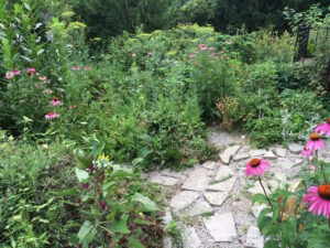 the garden in late June